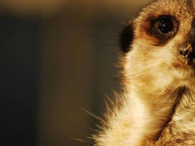 Meetthemeerkat