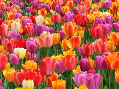 Guide To Tulips