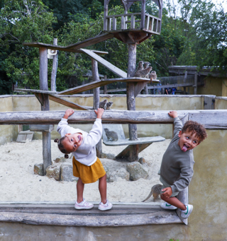 Hobbledown Heath Meerkats toddlers