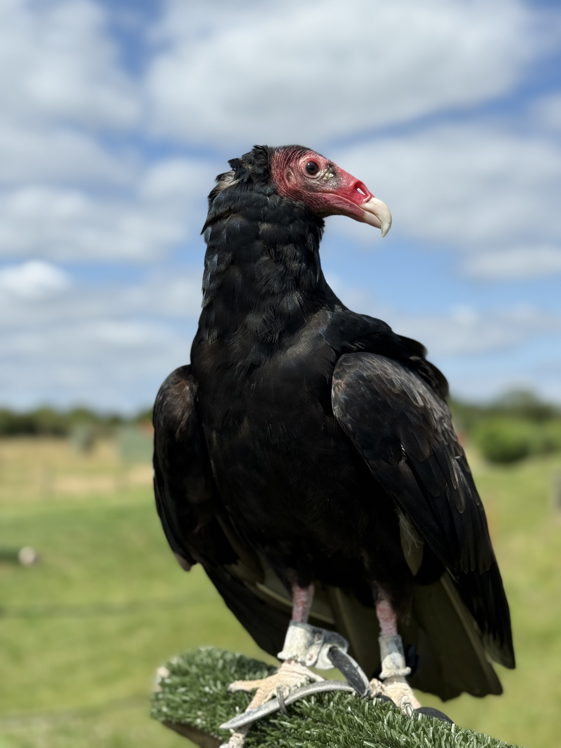 Obi Turkey Vulture