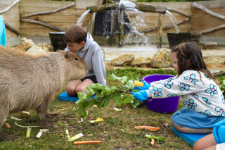 Hobbledown Heath Capybara feeding