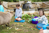 Hobbledown Heath  Capybara feeding