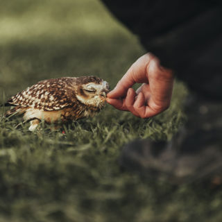 Owl