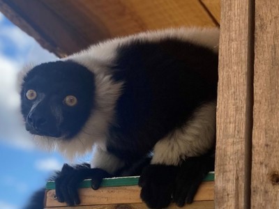 Lemur Ring Tail