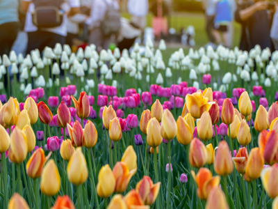 Tulips Stock Image (4)