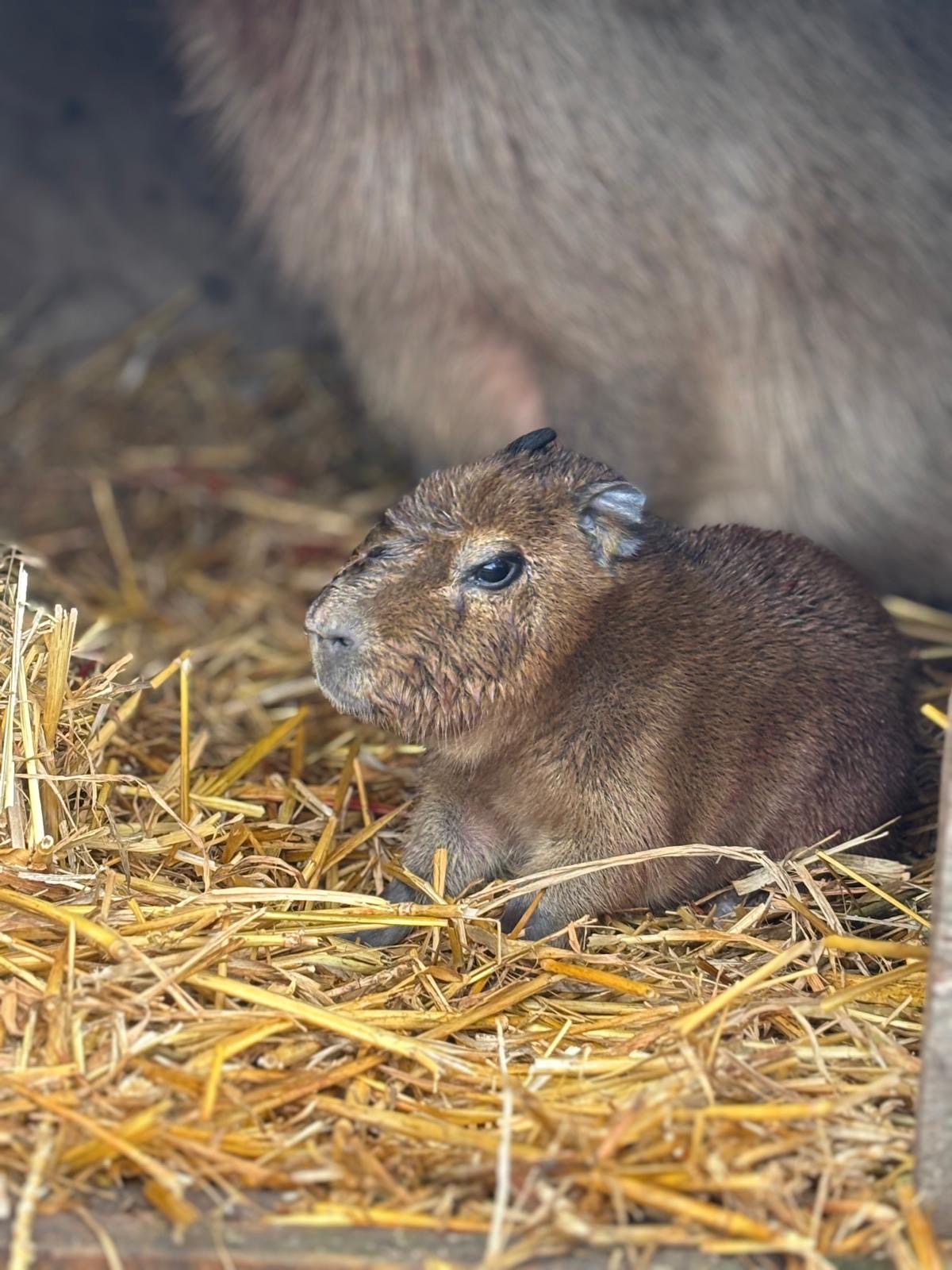 Capybara Pup