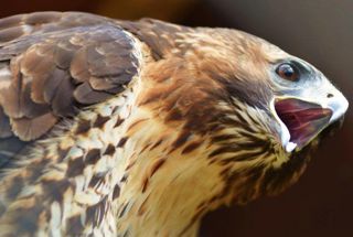 Ximage 2 Redtailjpgpagespeedic7f Gn1 7Hx