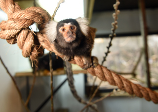 MARMOSET 03